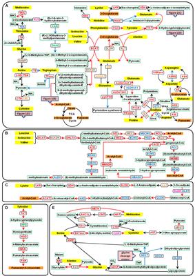 Amino Acid Catabolism During Nitrogen Limitation in Phaeodactylum tricornutum